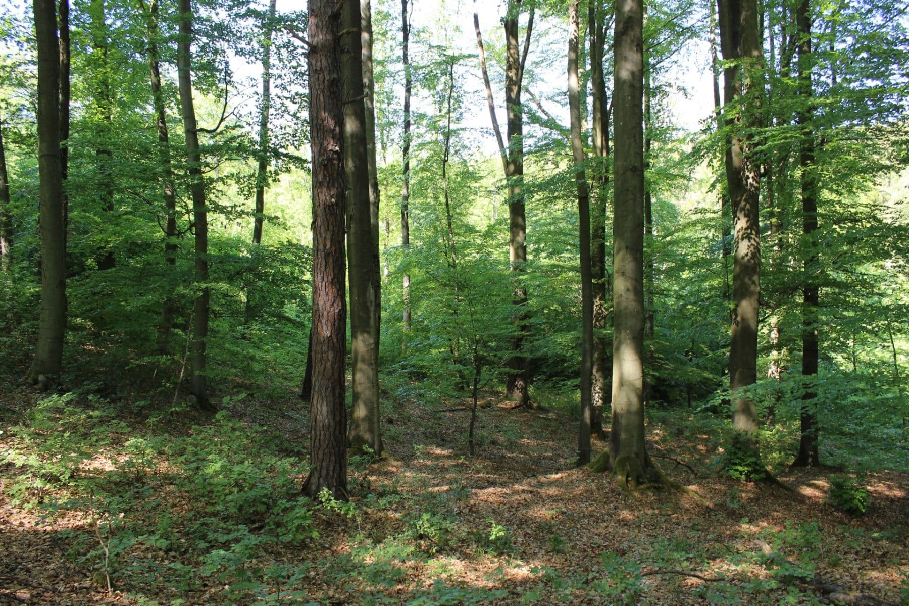 Predaj pozemku 32.570 m², Bojkovice, Zlínský kraj Predaj pozemku 32.570 m², Bojkovice, Zlínský kraj