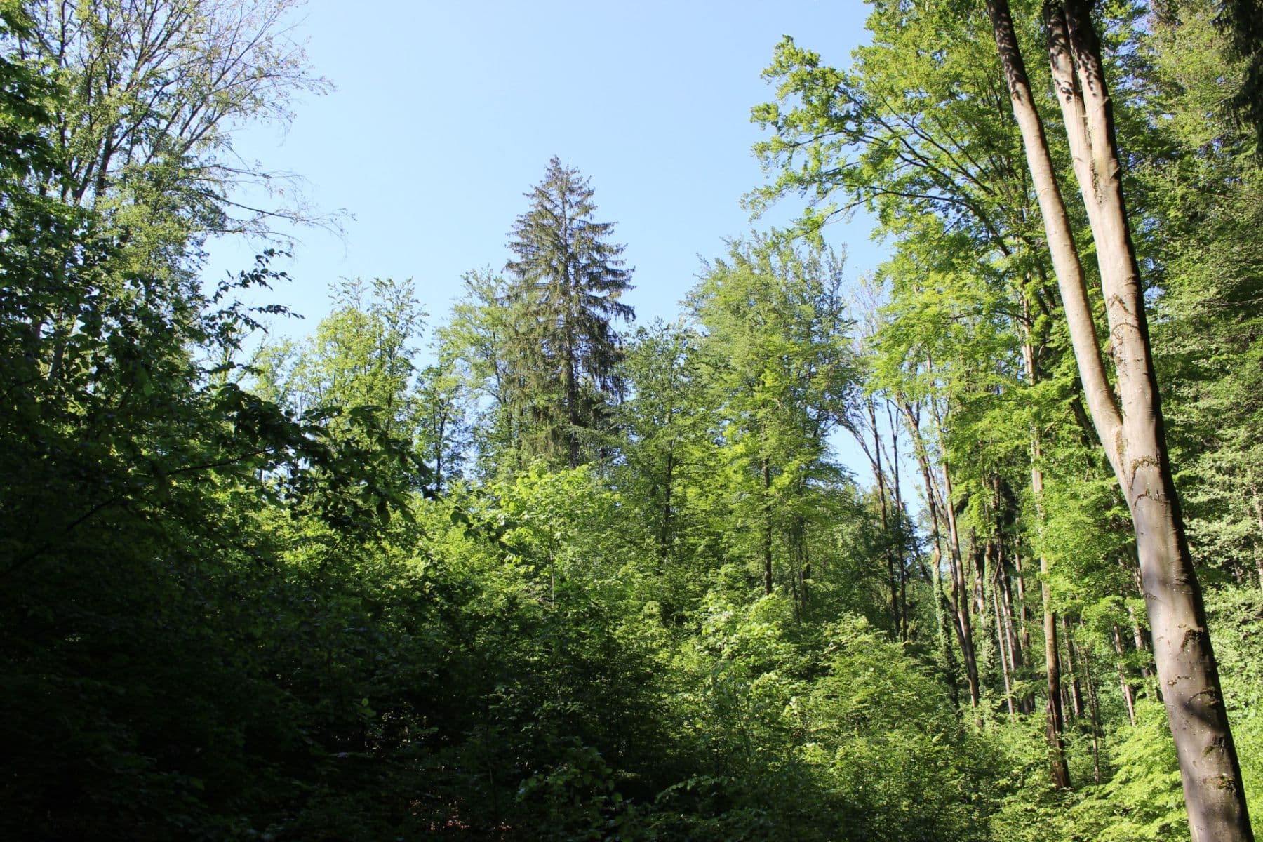 Predaj pozemku 32.570 m², Bojkovice, Zlínský kraj Predaj pozemku 32.570 m², Bojkovice, Zlínský kraj