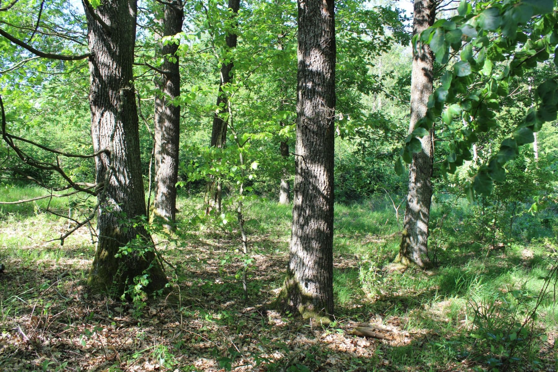 Predaj pozemku 32.570 m², Bojkovice, Zlínský kraj Predaj pozemku 32.570 m², Bojkovice, Zlínský kraj