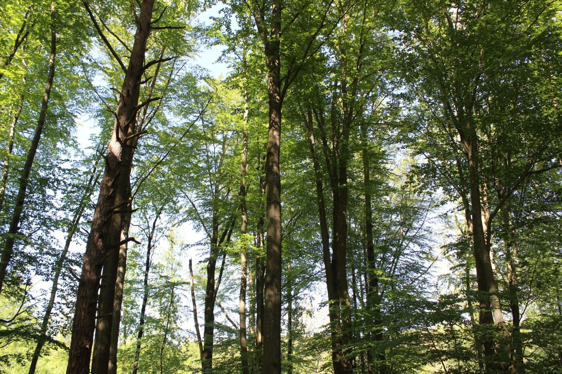 Predaj pozemku 32.570 m², Bojkovice, Zlínský kraj Predaj pozemku 32.570 m², Bojkovice, Zlínský kraj