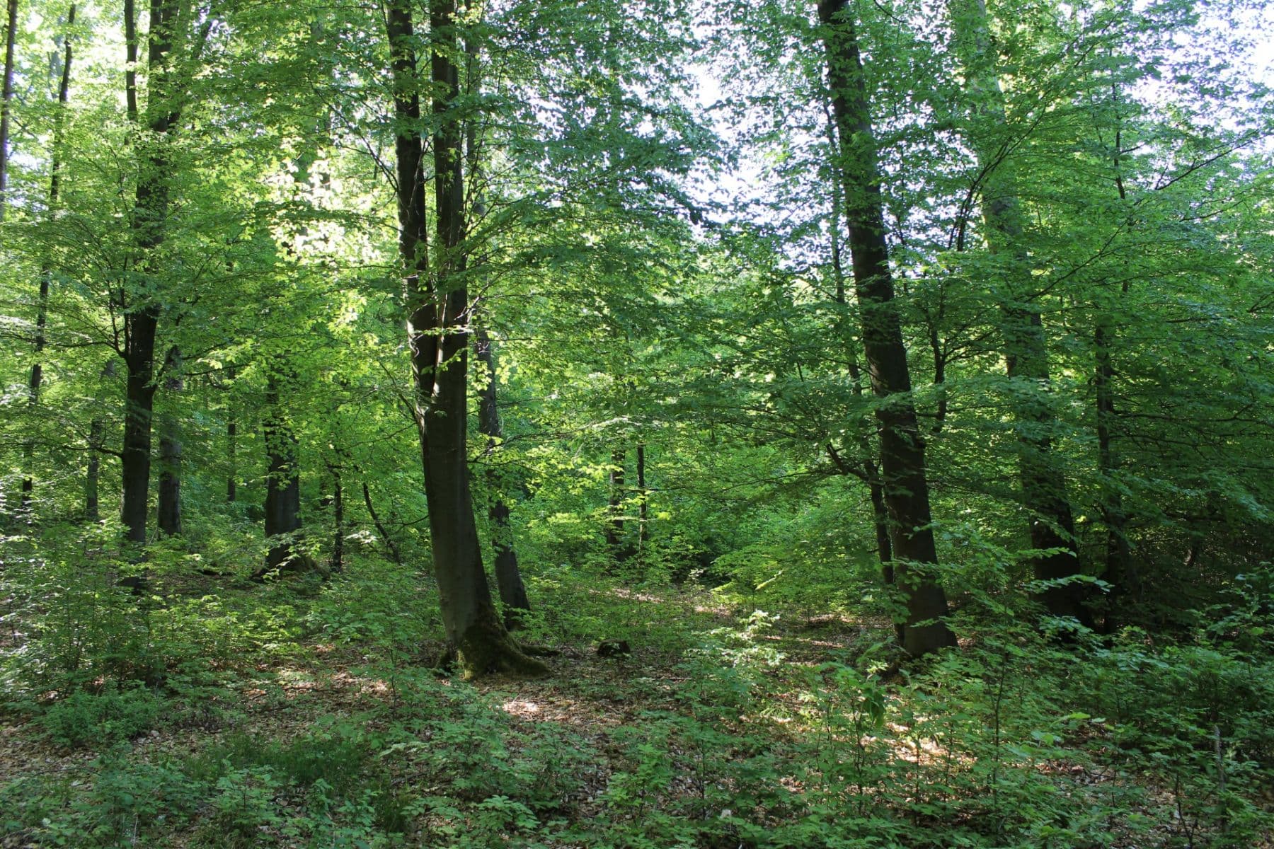 Predaj pozemku 32.570 m², Bojkovice, Zlínský kraj Predaj pozemku 32.570 m², Bojkovice, Zlínský kraj