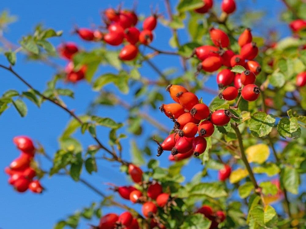 Prenájom bytu 25 m², Na struze, Olomouc, Olomoucký kraj Prenájom bytu 25 m², Na struze, Olomouc, Olomoucký kraj