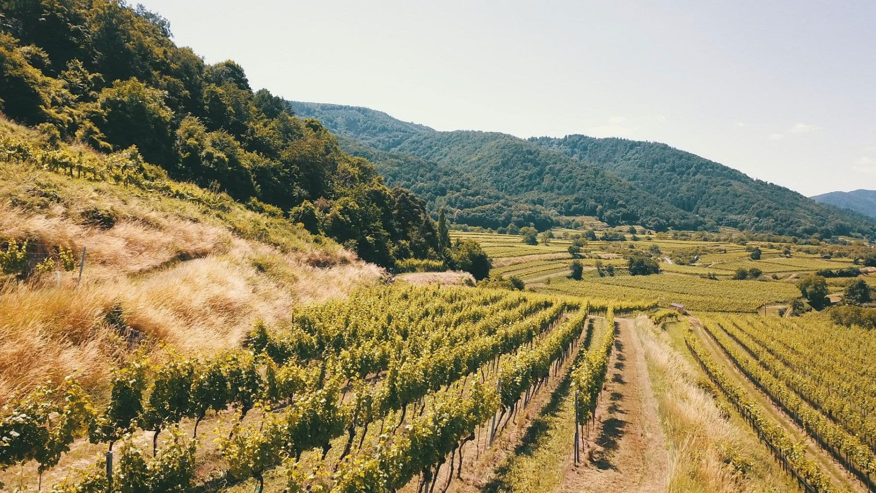 Predaj pozemku 3.596 m², Mitterarnsdorf, Dolné Rakúsko Predaj pozemku 3.596 m², Mitterarnsdorf, Dolné Rakúsko