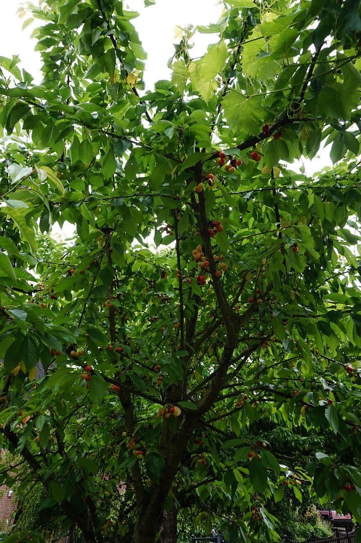 Predaj domu 173 m², pozemek 293 m², Georgsmarienhütte, Dolné Sasko Predaj domu 173 m², pozemek 293 m², Georgsmarienhütte, Dolné Sasko