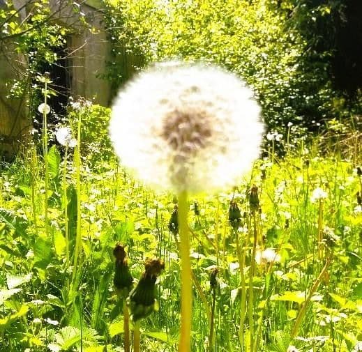 Prenájom domu 250 m², pozemek 980 m², Wangen im Allgäu, Bádensko-Wurttembersko Prenájom domu 250 m², pozemek 980 m², Wangen im Allgäu, Bádensko-Wurttembersko