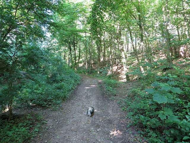 Predaj pozemku 8.326 m², Wiesengrund, Waldesch, Porýnie-Falcko Predaj pozemku 8.326 m², Wiesengrund, Waldesch, Porýnie-Falcko