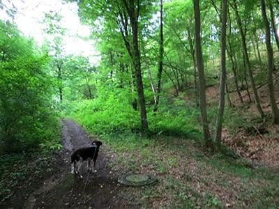 Predaj pozemku 8.326 m², Wiesengrund, Waldesch, Porýnie-Falcko Predaj pozemku 8.326 m², Wiesengrund, Waldesch, Porýnie-Falcko