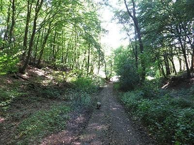 Predaj pozemku 8.326 m², Wiesengrund, Waldesch, Porýnie-Falcko Predaj pozemku 8.326 m², Wiesengrund, Waldesch, Porýnie-Falcko