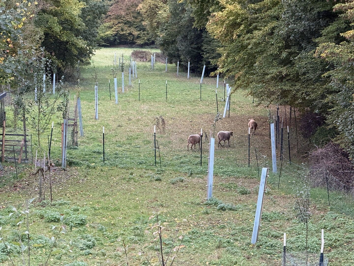 Predaj domu 150 m², pozemek 730 m², Schechingen, Bádensko-Wurttembersko Predaj domu 150 m², pozemek 730 m², Schechingen, Bádensko-Wurttembersko