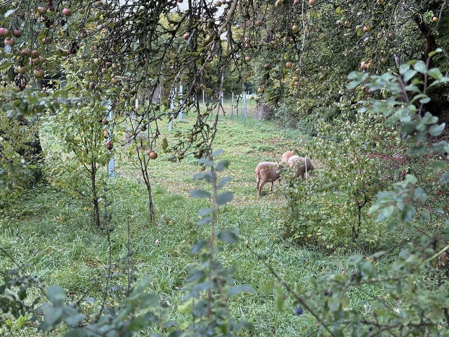 Predaj domu 150 m², pozemek 730 m², Schechingen, Bádensko-Wurttembersko Predaj domu 150 m², pozemek 730 m², Schechingen, Bádensko-Wurttembersko