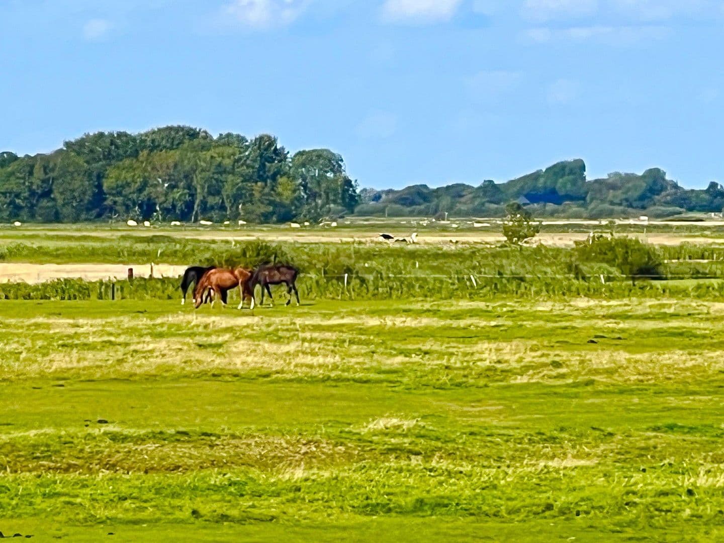 Predaj domu 105 m², pozemek 400 m², Bövergeest 28, Sankt Peter-Ording, Šlezvicko-Holštajnsko Predaj domu 105 m², pozemek 400 m², Bövergeest 28, Sankt Peter-Ording, Šlezvicko-Holštajnsko