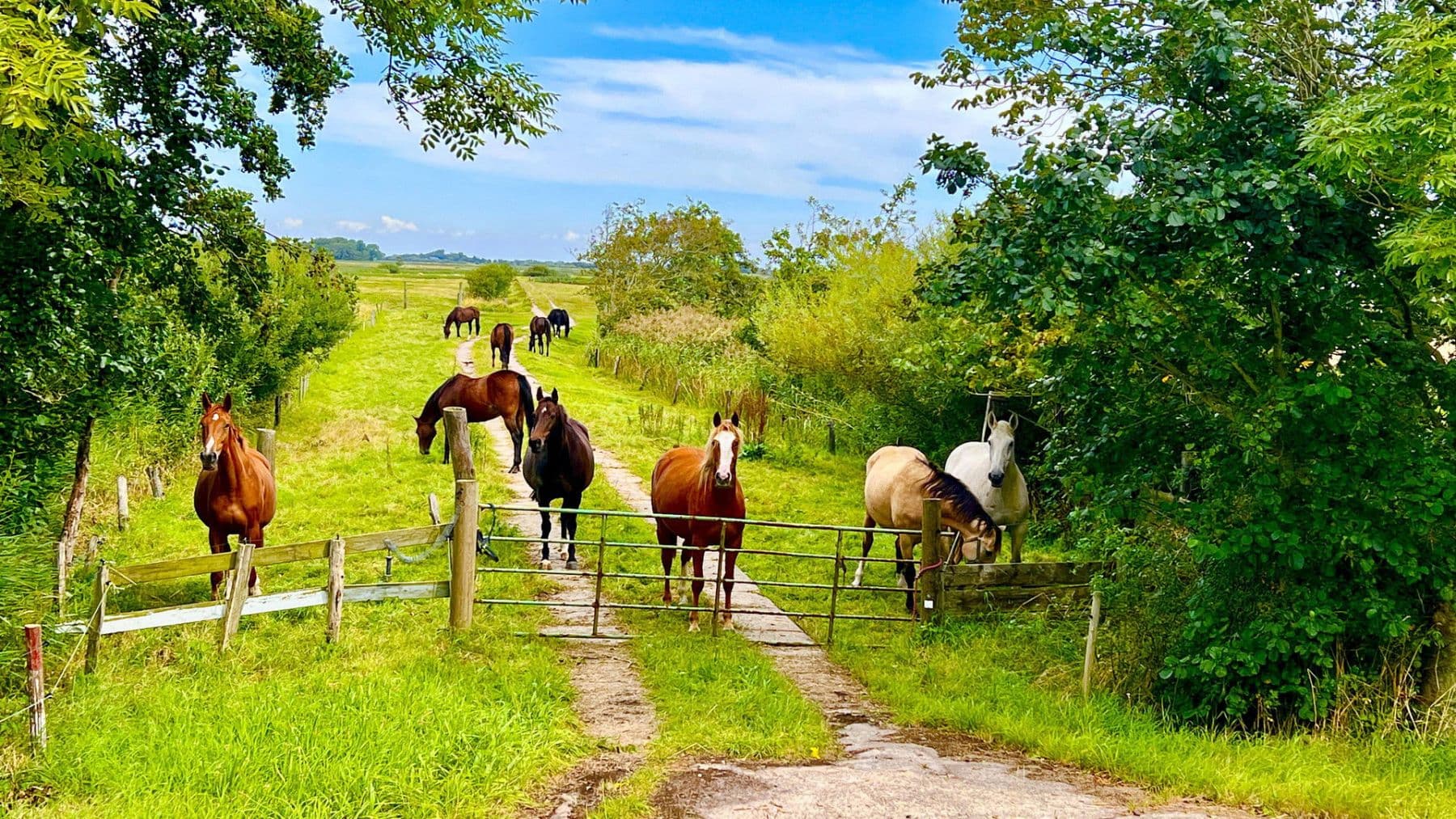 Predaj domu 105 m², pozemek 400 m², Bövergeest 28, Sankt Peter-Ording, Šlezvicko-Holštajnsko Predaj domu 105 m², pozemek 400 m², Bövergeest 28, Sankt Peter-Ording, Šlezvicko-Holštajnsko