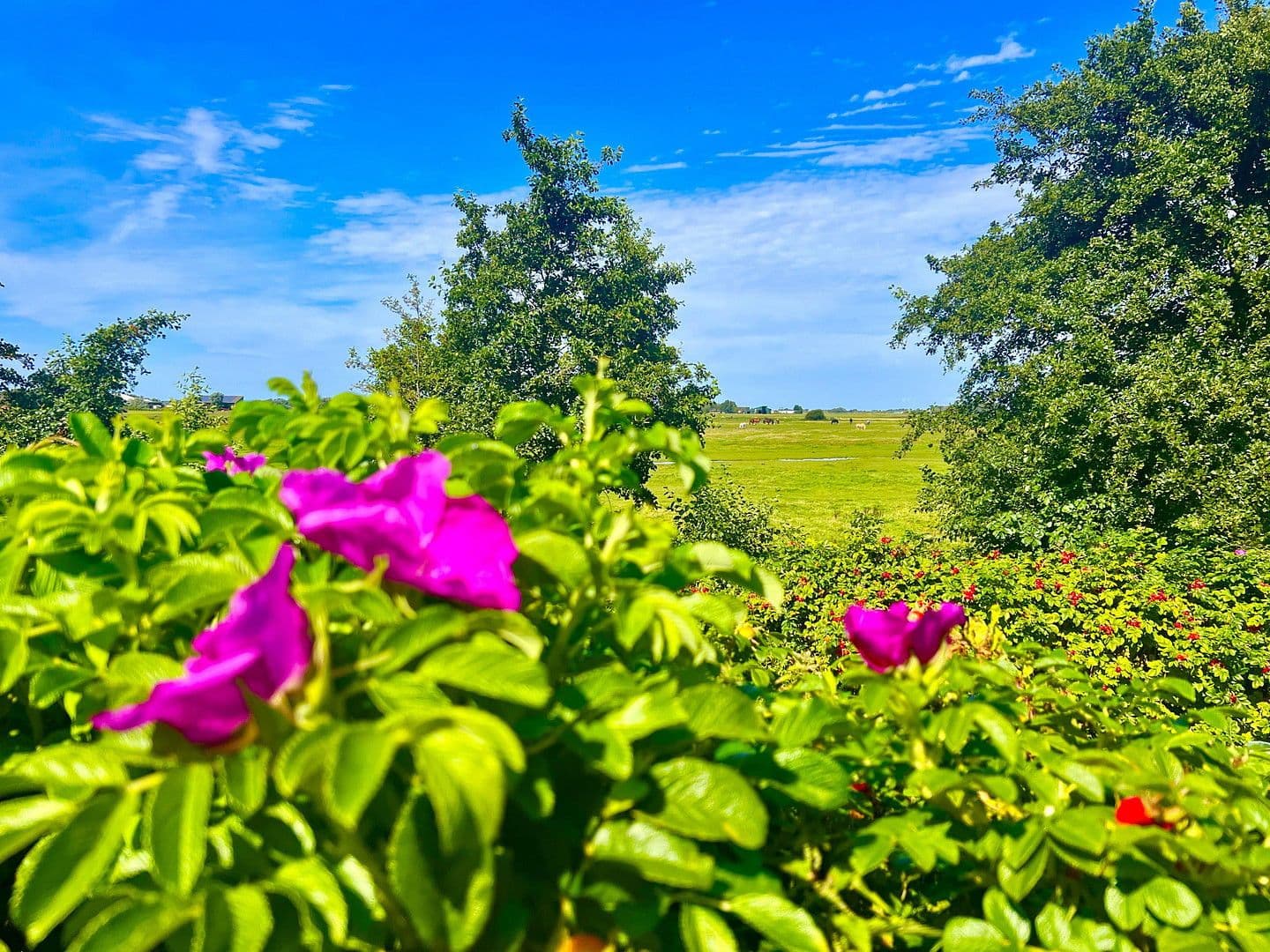 Predaj domu 105 m², pozemek 400 m², Bövergeest 28, Sankt Peter-Ording, Šlezvicko-Holštajnsko Predaj domu 105 m², pozemek 400 m², Bövergeest 28, Sankt Peter-Ording, Šlezvicko-Holštajnsko