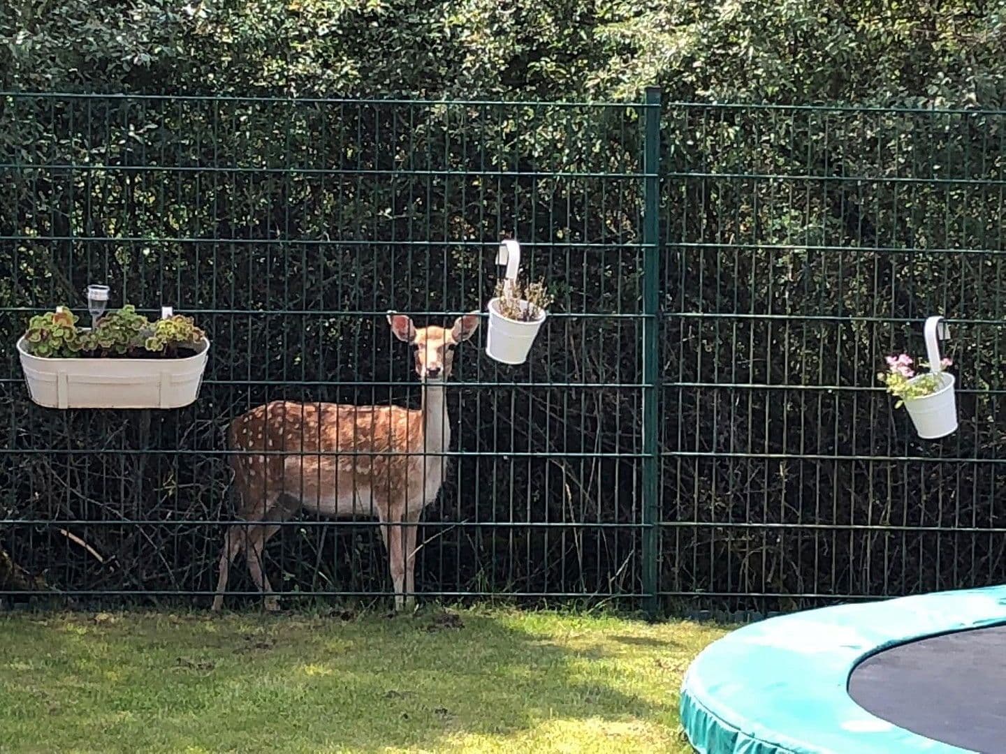 Predaj domu 116 m², pozemek 300 m², Wolfsburg, Dolné Sasko Predaj domu 116 m², pozemek 300 m², Wolfsburg, Dolné Sasko