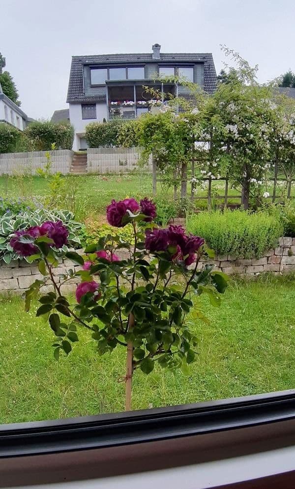 Predaj domu 90 m², pozemek 401 m², Jagdhausweg 12, Wuppertal, Severné Porýnie - Westfálsko Predaj domu 90 m², pozemek 401 m², Jagdhausweg 12, Wuppertal, Severné Porýnie - Westfálsko