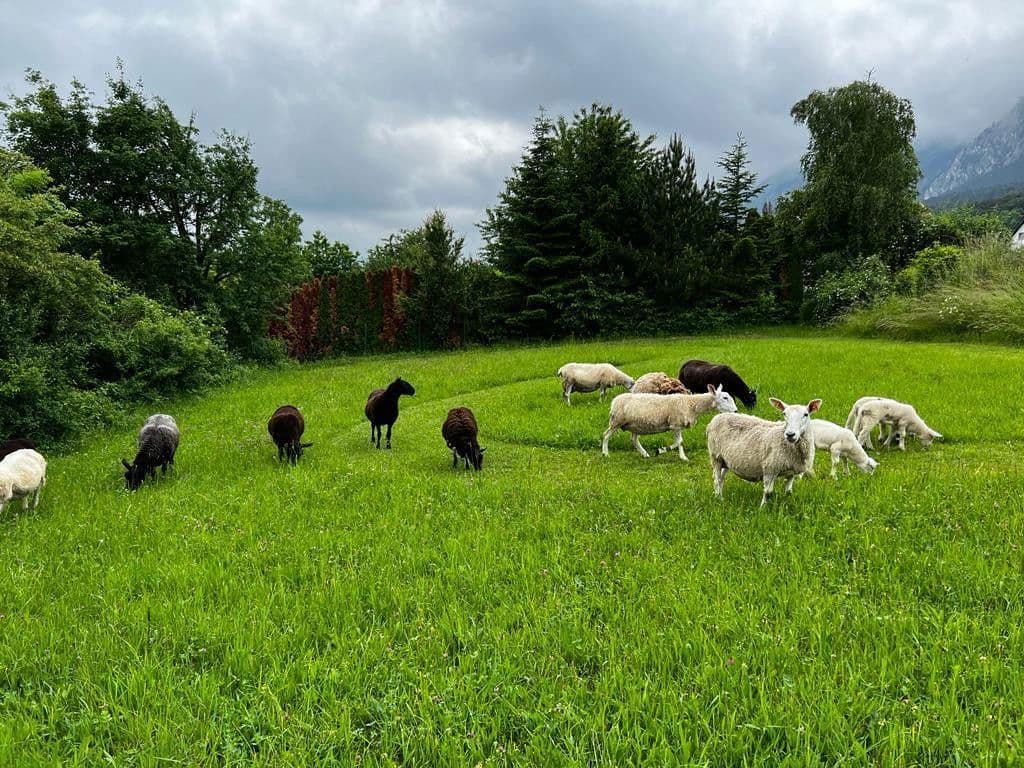 Predaj pozemku 1.300 m², Stollhof, Dolné Rakúsko Predaj pozemku 1.300 m², Stollhof, Dolné Rakúsko