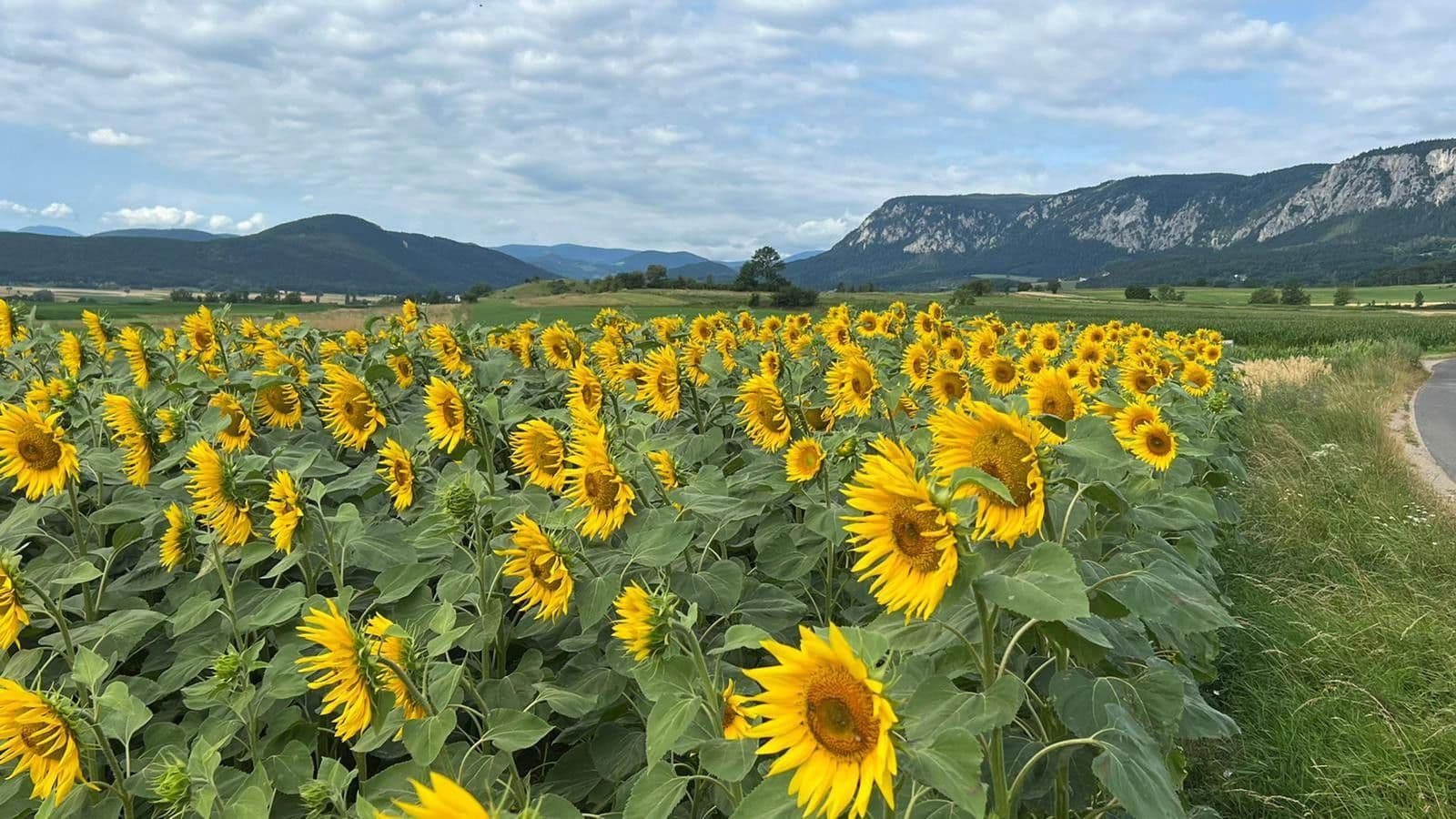 Predaj pozemku 1.300 m², Stollhof, Dolné Rakúsko Predaj pozemku 1.300 m², Stollhof, Dolné Rakúsko