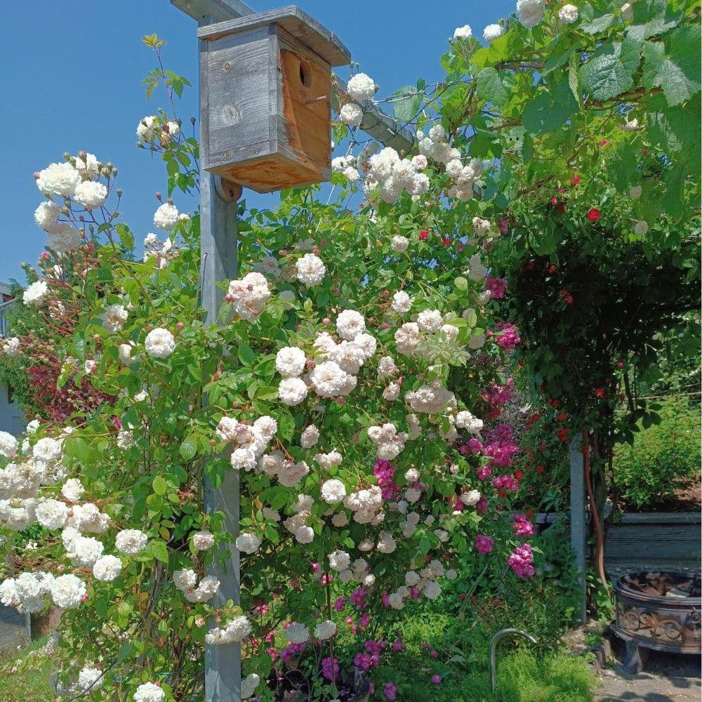 Predaj domu 173 m², pozemek 374 m², Ihringen, Bádensko-Wurttembersko Predaj domu 173 m², pozemek 374 m², Ihringen, Bádensko-Wurttembersko