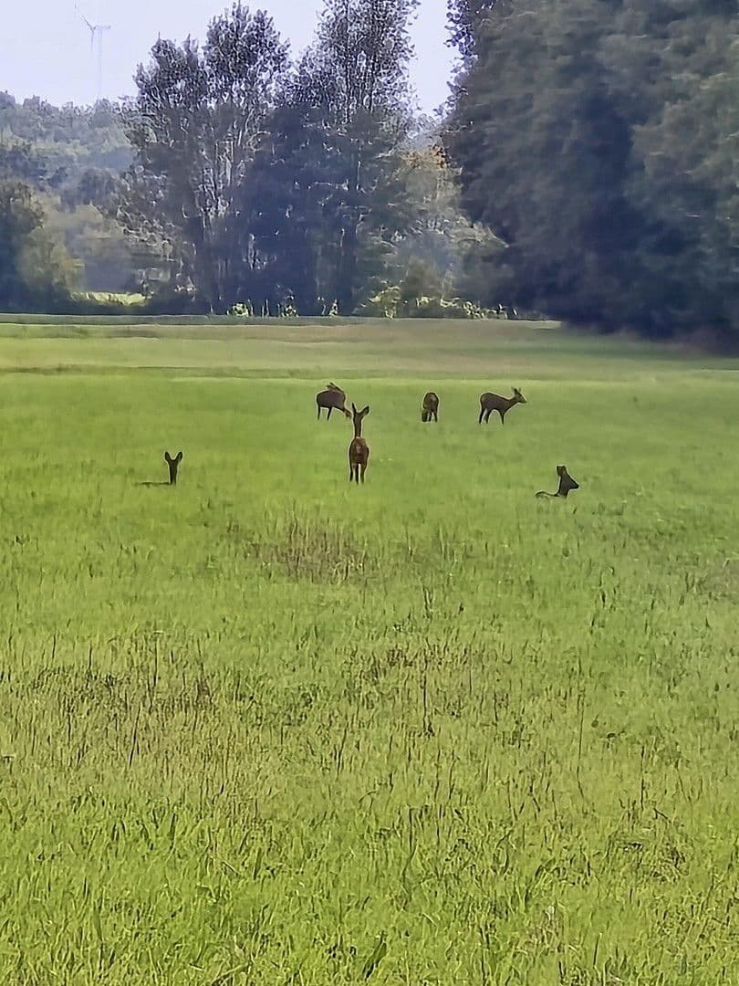 Prenájom domu 134 m², pozemek 1.484 m², Elbuferstraße 51, Tespe, Dolné Sasko Prenájom domu 134 m², pozemek 1.484 m², Elbuferstraße 51, Tespe, Dolné Sasko