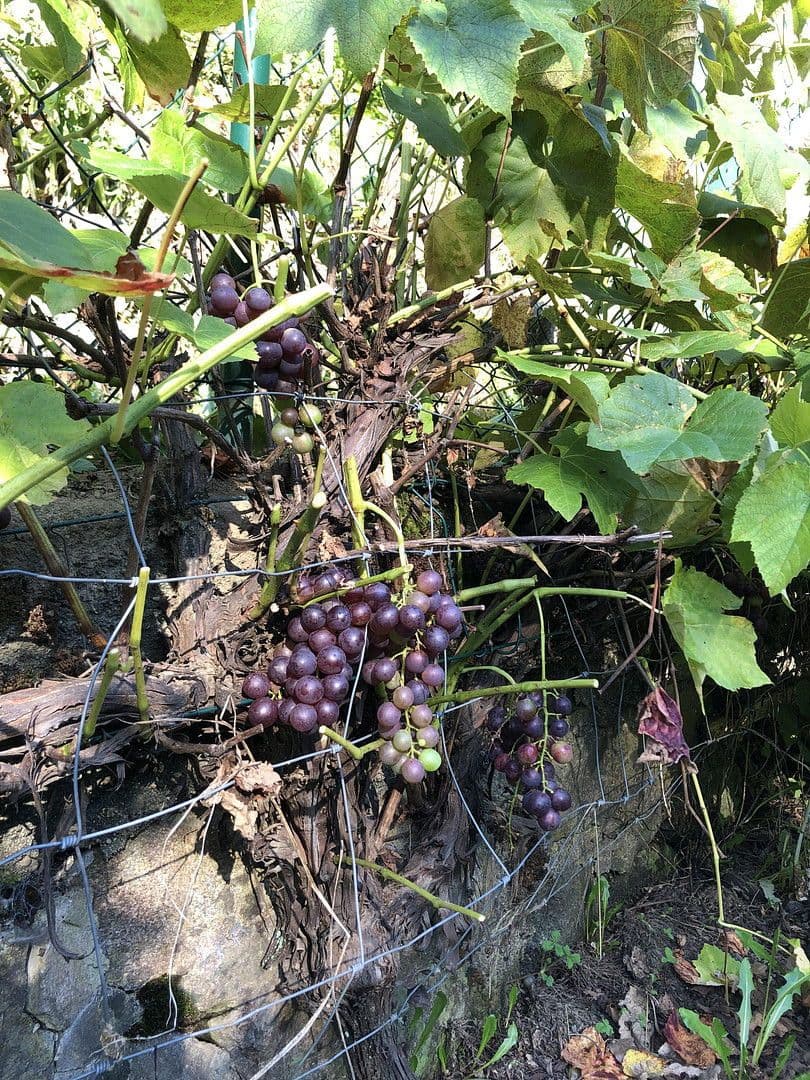 Predaj domu 263 m², pozemek 17.301 m², Wildschapbachstraße 6, Bad Rippoldsau-Schapbach, Bádensko-Wurttembersko Predaj domu 263 m², pozemek 17.301 m², Wildschapbachstraße 6, Bad Rippoldsau-Schapbach, Bádensko-Wurttembersko