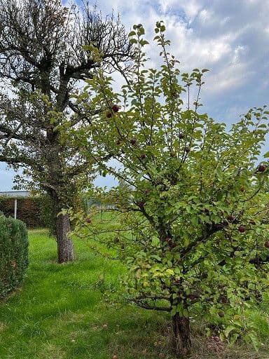 Prenájom bytu 4-izbový 97 m², Zum Lindenhof 18, Limbach-Oberfrohna, Sasko Prenájom bytu 4-izbový 97 m², Zum Lindenhof 18, Limbach-Oberfrohna, Sasko