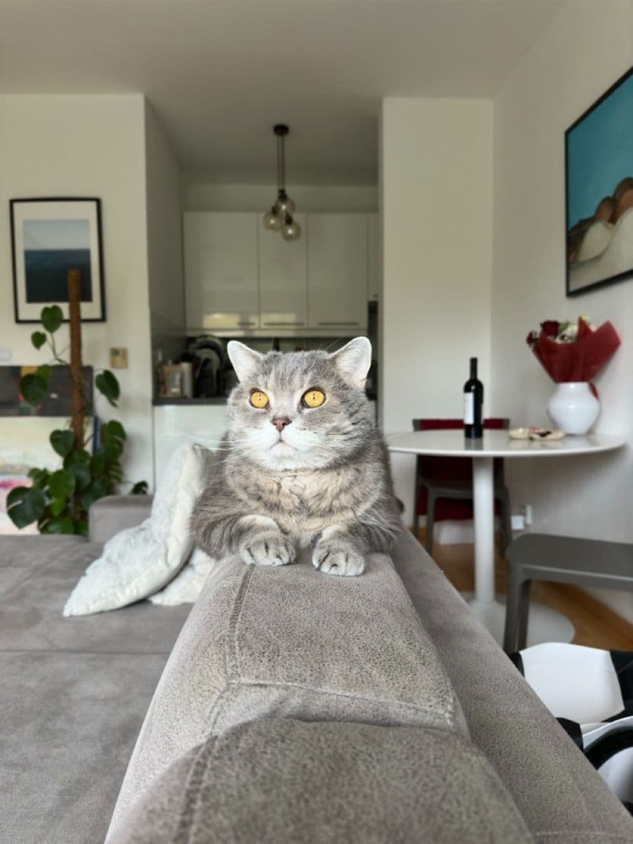 Predaj bytu 1-izbový 38 m², Vršovická, Praha, Praha Predaj bytu 1-izbový 38 m², Vršovická, Praha, Praha