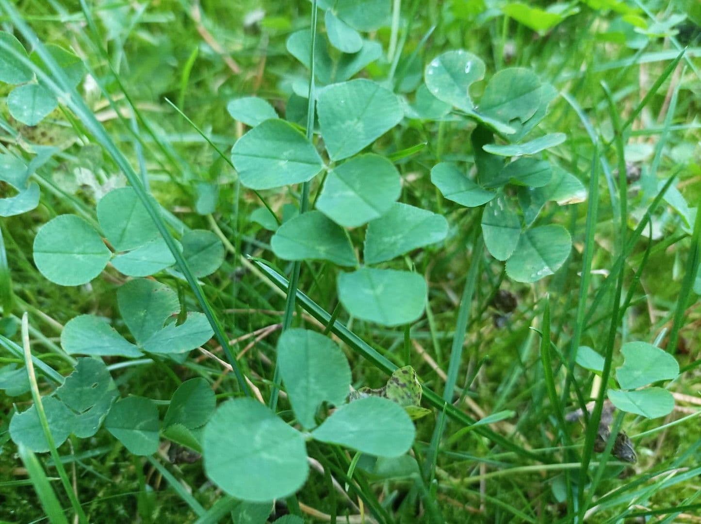 Predaj pozemku 500 m², Berlin, Berlín Predaj pozemku 500 m², Berlin, Berlín