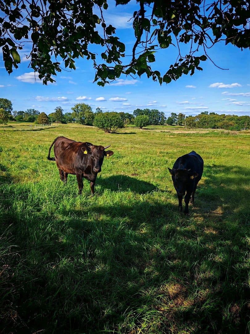 Predaj domu 900 m², pozemek 17.233 m², Badinger Weg 25, Zehdenick, Brandenbursko Predaj domu 900 m², pozemek 17.233 m², Badinger Weg 25, Zehdenick, Brandenbursko