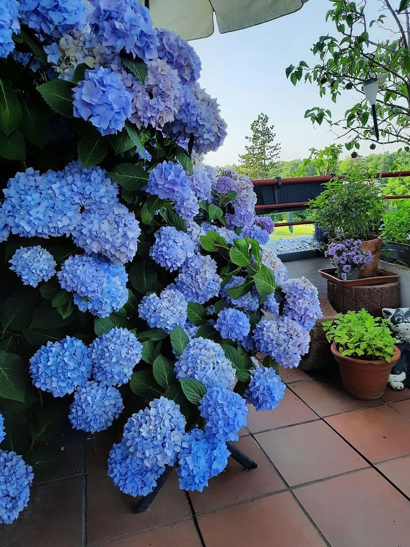 Predaj bytu 7-izbový 192 m², Bergisch Gladbach, Severné Porýnie - Westfálsko Predaj bytu 7-izbový 192 m², Bergisch Gladbach, Severné Porýnie - Westfálsko