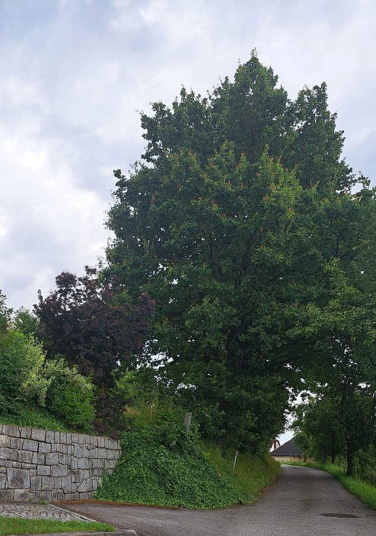 Predaj pozemku 992 m², Leitnerweg, Leharweg, Walding, Horné Rakúsko Predaj pozemku 992 m², Leitnerweg, Leharweg, Walding, Horné Rakúsko