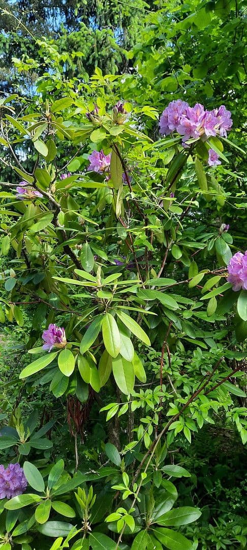 Predaj pozemku 8.272 m², Ranch Ried Retter, Krems, Dolné Rakúsko Predaj pozemku 8.272 m², Ranch Ried Retter, Krems, Dolné Rakúsko