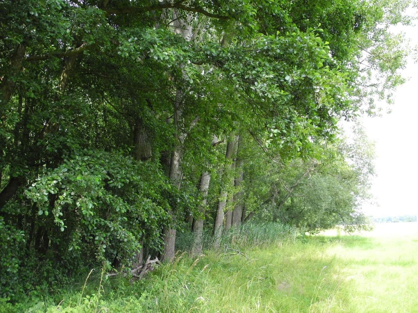 Predaj pozemku 125.660 m², Ziegeleiweg, Jesewitz, Sasko Predaj pozemku 125.660 m², Ziegeleiweg, Jesewitz, Sasko