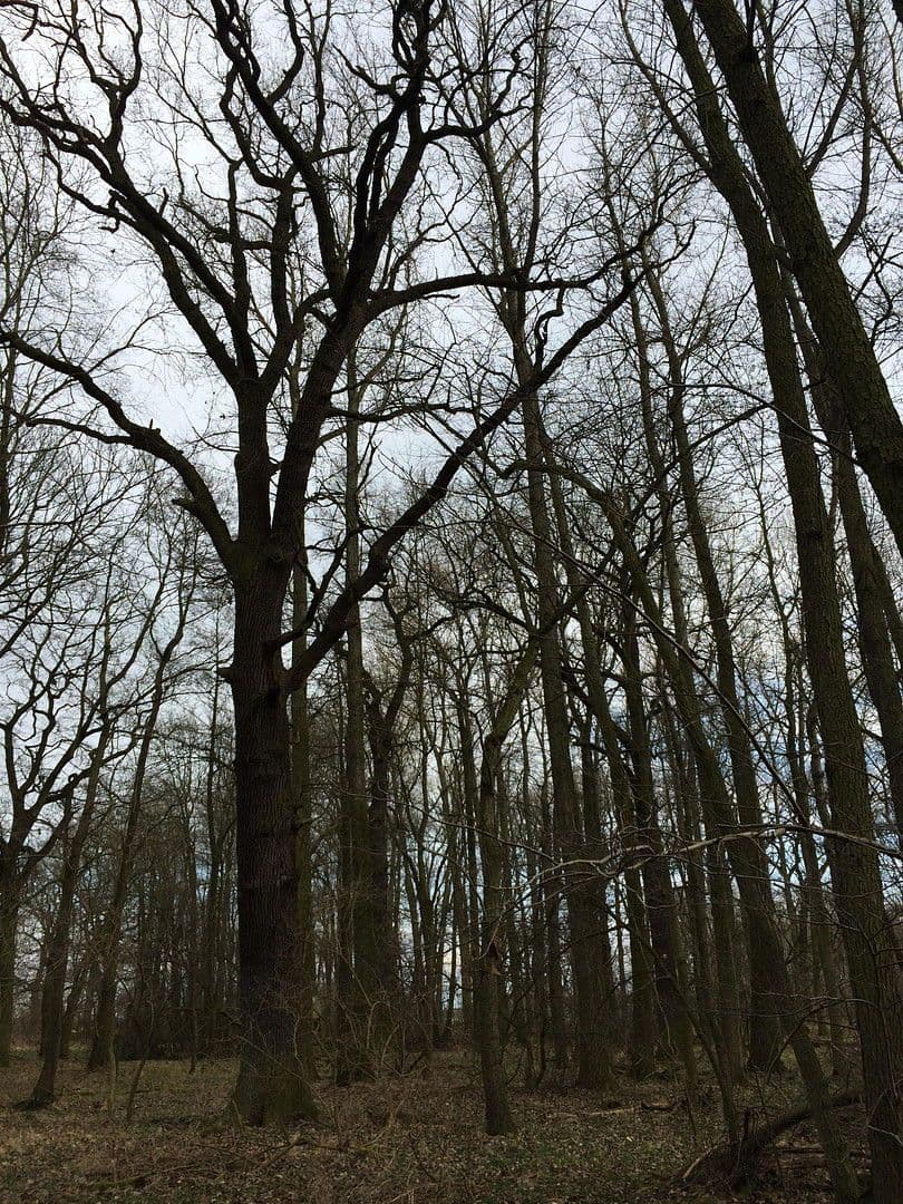 Predaj pozemku 125.660 m², Ziegeleiweg, Jesewitz, Sasko Predaj pozemku 125.660 m², Ziegeleiweg, Jesewitz, Sasko