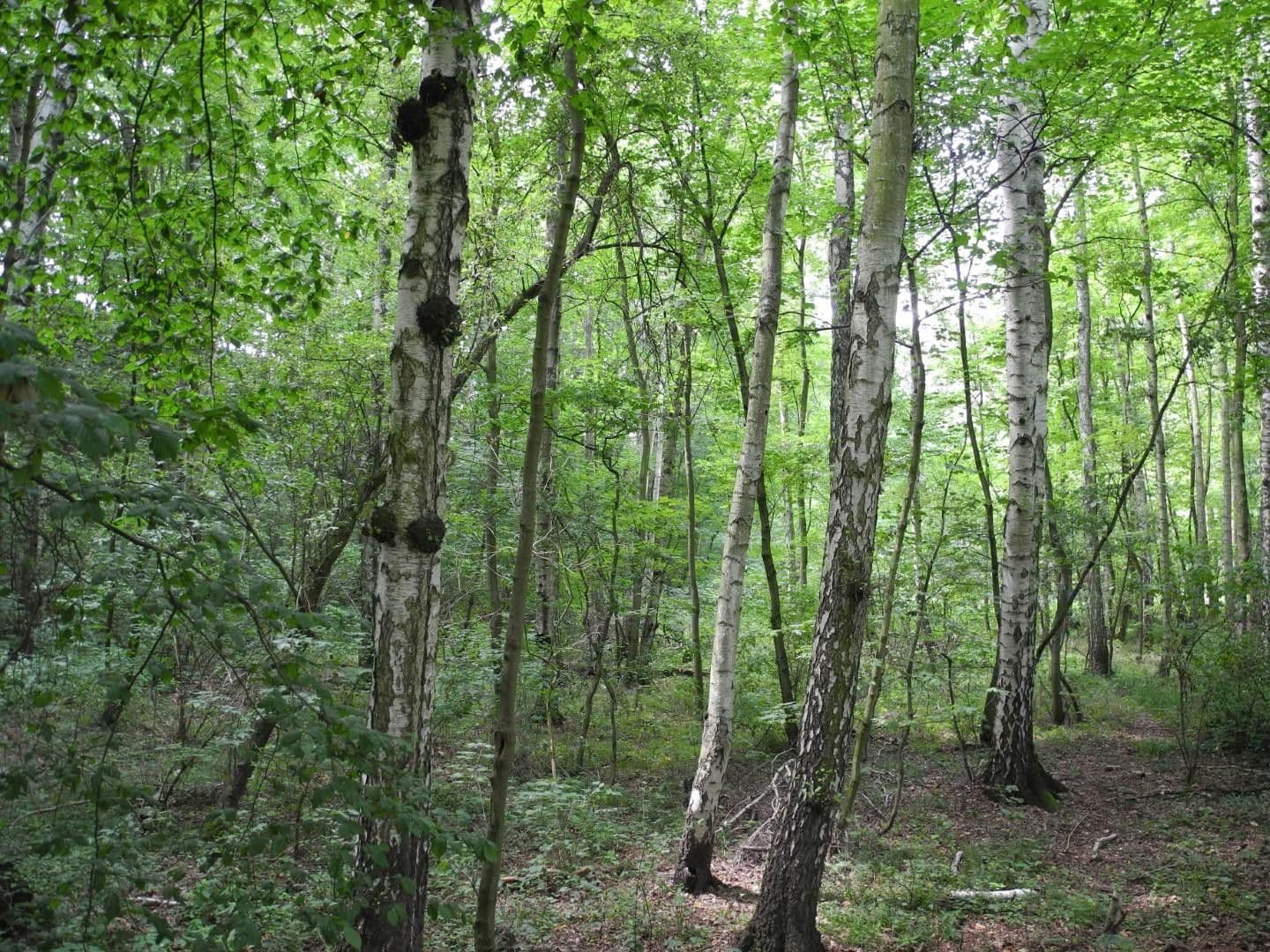 Predaj pozemku 125.660 m², Ziegeleiweg, Jesewitz, Sasko Predaj pozemku 125.660 m², Ziegeleiweg, Jesewitz, Sasko