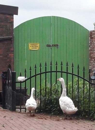 Predaj domu 160 m², pozemek 3.500 m², St. Georgiwold 28, Weener, Dolné Sasko Predaj domu 160 m², pozemek 3.500 m², St. Georgiwold 28, Weener, Dolné Sasko