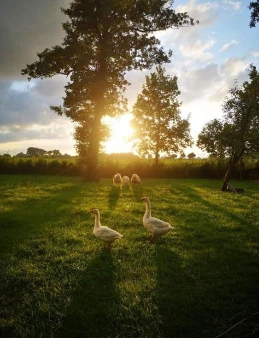 Predaj domu 160 m², pozemek 3.500 m², St. Georgiwold 28, Weener, Dolné Sasko Predaj domu 160 m², pozemek 3.500 m², St. Georgiwold 28, Weener, Dolné Sasko