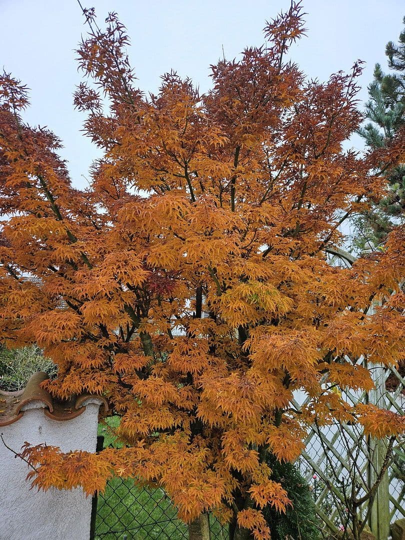 Predaj domu 132 m², pozemek 256 m², Dasing, Bavorsko Predaj domu 132 m², pozemek 256 m², Dasing, Bavorsko