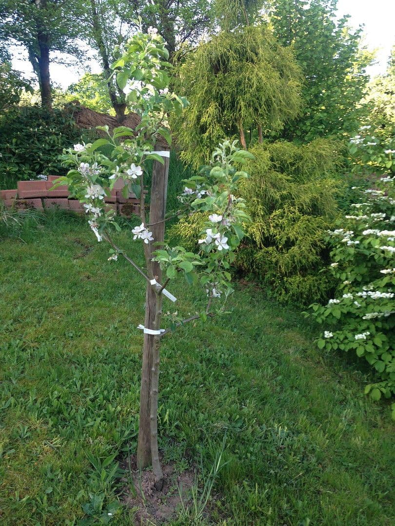 Predaj domu 120 m², pozemek 720 m², Haibach, Bavorsko Predaj domu 120 m², pozemek 720 m², Haibach, Bavorsko