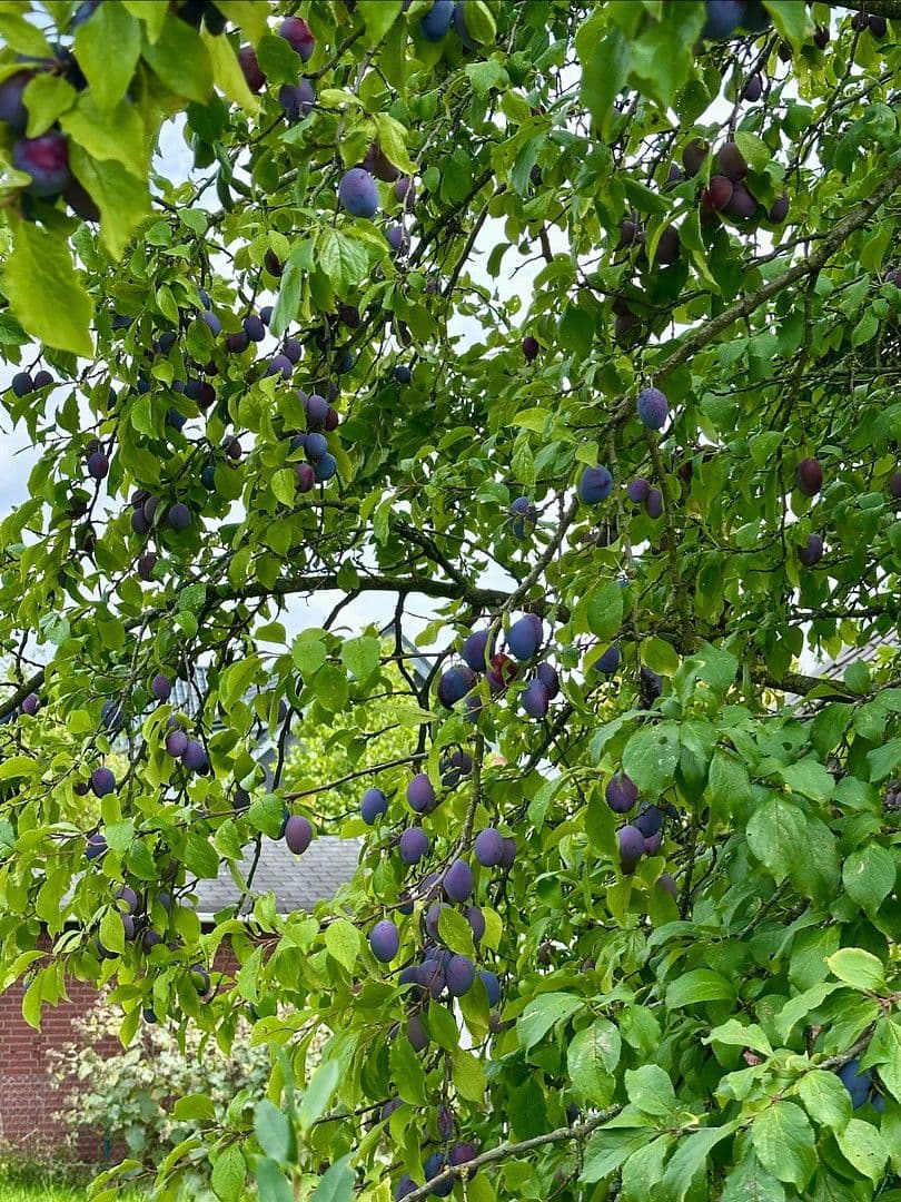 Predaj domu 158 m², pozemek 400 m², Altenberge, Severné Porýnie - Westfálsko Predaj domu 158 m², pozemek 400 m², Altenberge, Severné Porýnie - Westfálsko