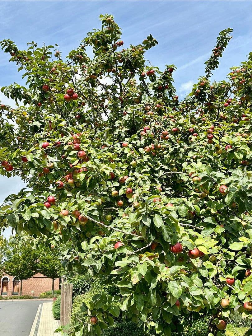 Predaj domu 158 m², pozemek 400 m², Altenberge, Severné Porýnie - Westfálsko Predaj domu 158 m², pozemek 400 m², Altenberge, Severné Porýnie - Westfálsko