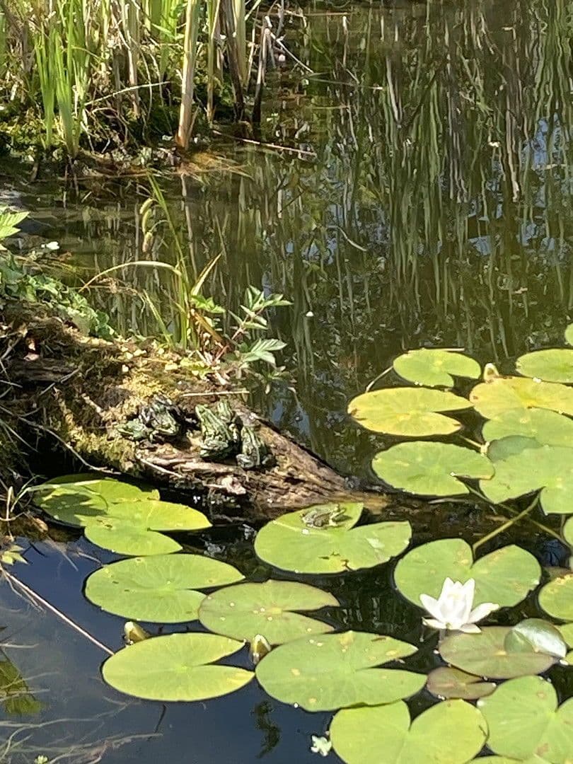 Predaj domu 180 m², pozemek 2.889 m², Nienstädt, Dolné Sasko Predaj domu 180 m², pozemek 2.889 m², Nienstädt, Dolné Sasko