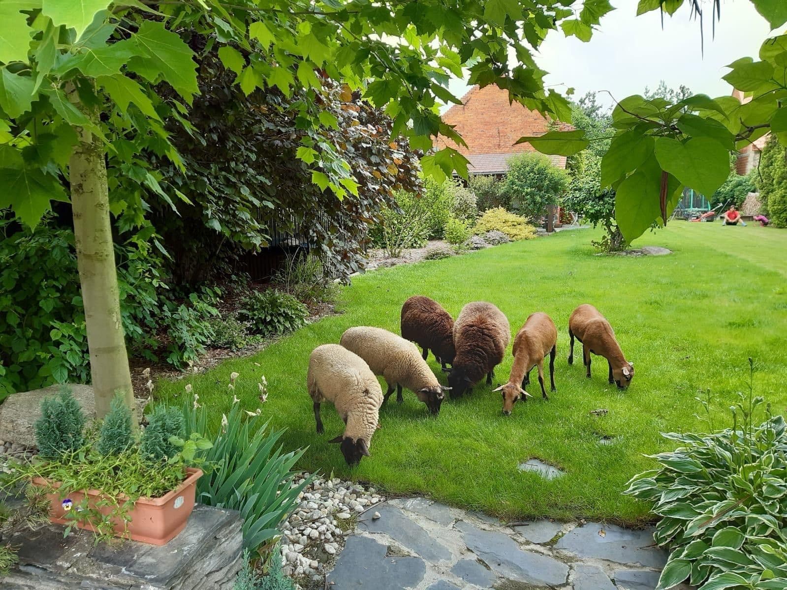 Predaj domu 367 m², pozemek 3.686 m², Svárov, Troubky, Olomoucký kraj Predaj domu 367 m², pozemek 3.686 m², Svárov, Troubky, Olomoucký kraj