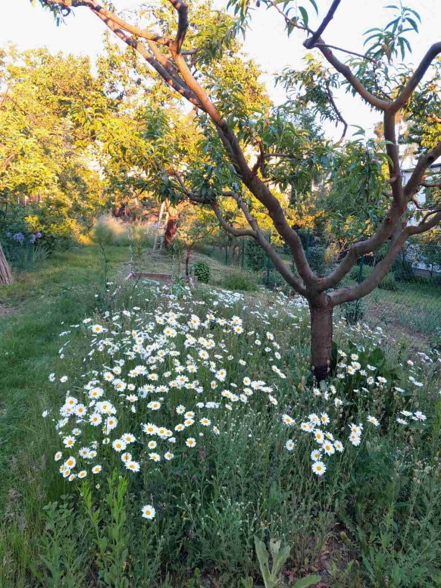 Predaj domu 115 m², pozemek 600 m², Kytnerova, Brno, Jihomoravský kraj Predaj domu 115 m², pozemek 600 m², Kytnerova, Brno, Jihomoravský kraj