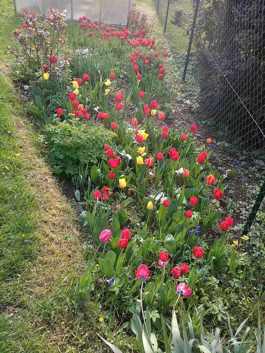 Predaj domu 115 m², pozemek 600 m², Kytnerova, Brno, Jihomoravský kraj Predaj domu 115 m², pozemek 600 m², Kytnerova, Brno, Jihomoravský kraj