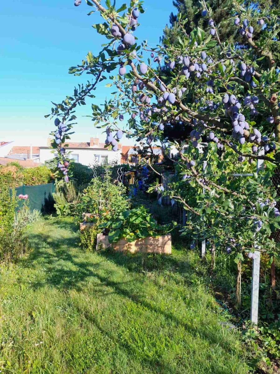 Predaj domu 115 m², pozemek 600 m², Kytnerova, Brno, Jihomoravský kraj Predaj domu 115 m², pozemek 600 m², Kytnerova, Brno, Jihomoravský kraj