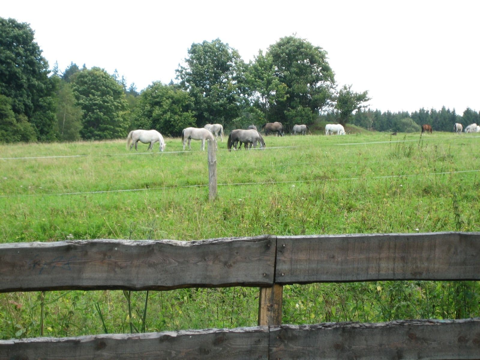 Predaj rekreačného objektu 194 m², pozemek 1.520 m², Pohorská Ves, Jihočeský kraj Predaj rekreačného objektu 194 m², pozemek 1.520 m², Pohorská Ves, Jihočeský kraj