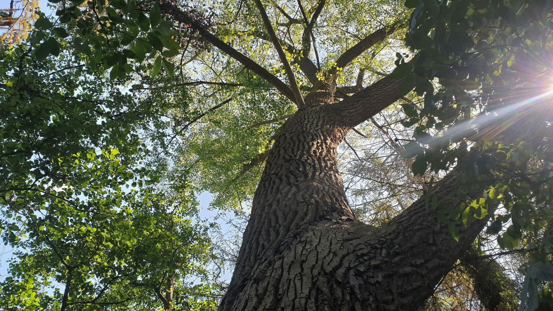 Predaj domu 120 m², pozemek 23.459 m², Tangstedt, Šlezvicko-Holštajnsko Predaj domu 120 m², pozemek 23.459 m², Tangstedt, Šlezvicko-Holštajnsko