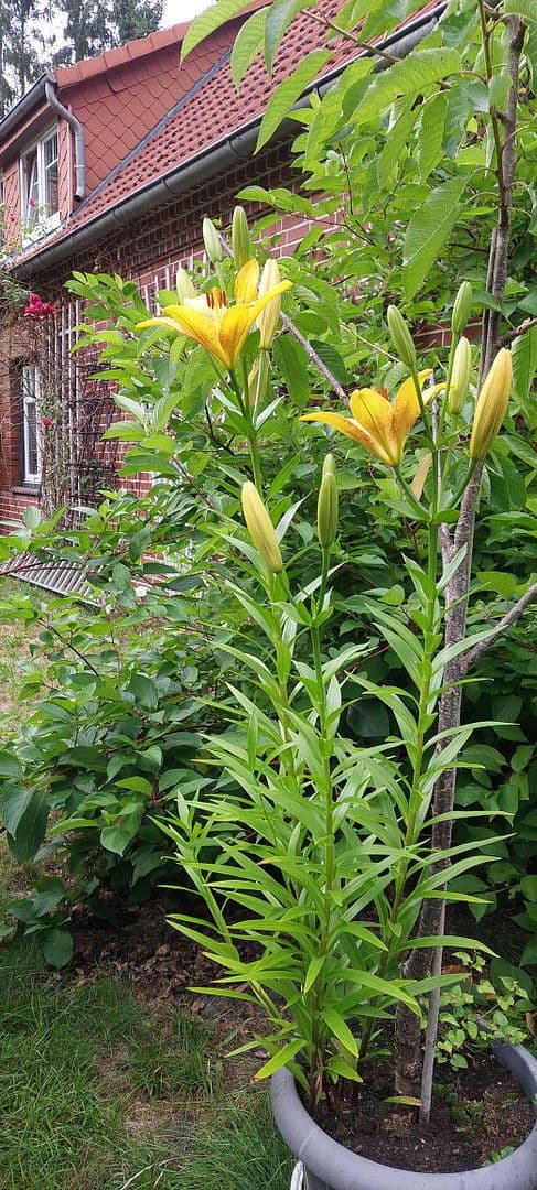 Prenájom bytu 2-izbový 90 m², Schneverdingen, Dolné Sasko Prenájom bytu 2-izbový 90 m², Schneverdingen, Dolné Sasko