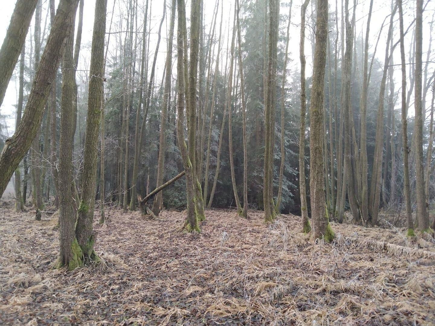 Predaj pozemku 21.462 m², Details bei Anfrage, Vitis, Dolné Rakúsko Predaj pozemku 21.462 m², Details bei Anfrage, Vitis, Dolné Rakúsko