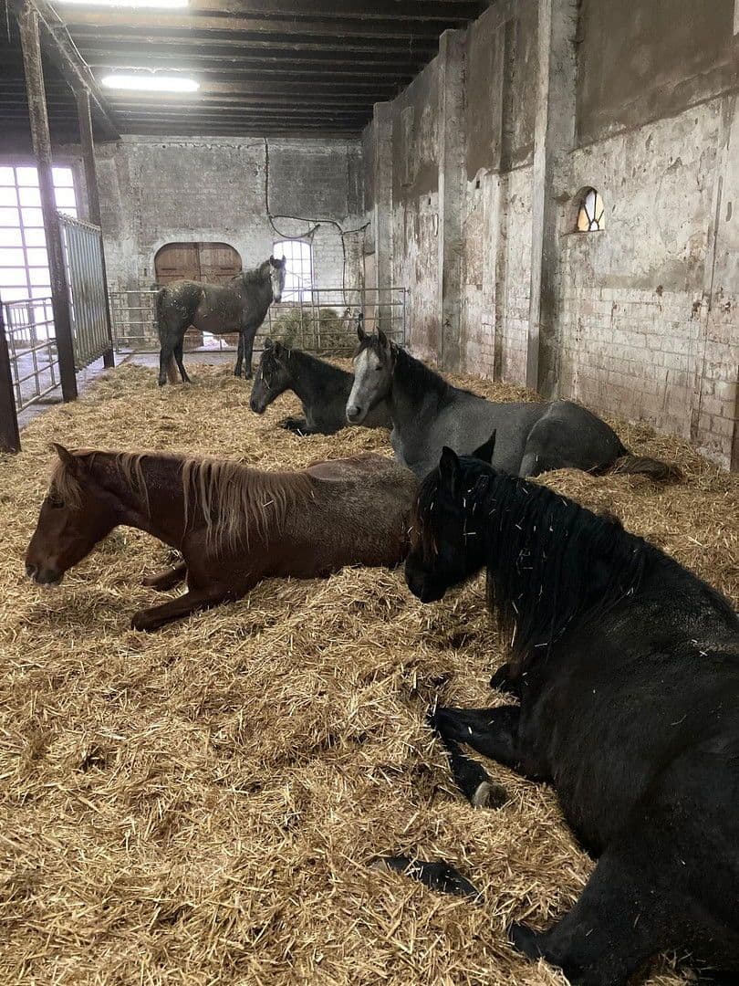 Predaj domu 380 m², pozemek 350.000 m², Domäne Hünkemann 1, Wurster Nordseeküste, Dolné Sasko Predaj domu 380 m², pozemek 350.000 m², Domäne Hünkemann 1, Wurster Nordseeküste, Dolné Sasko